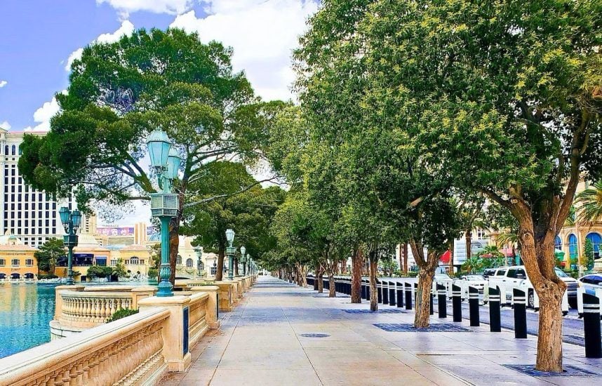 Bellagio fountain trees